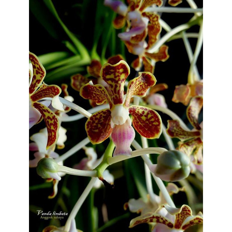 Vanda limbata