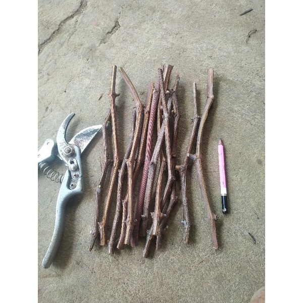 RootStock Dobrynya / Dobrinya