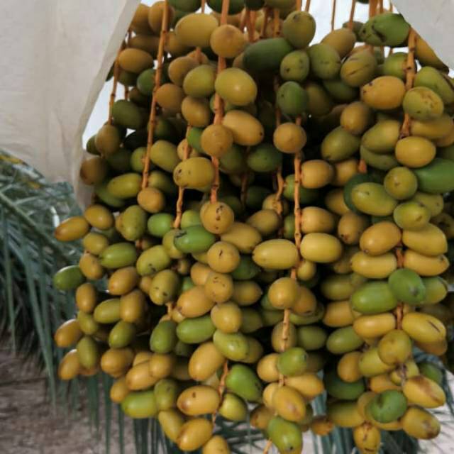 

Kurma muda barhie 1kg dress no frozen