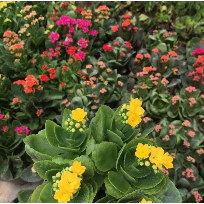 Tanaman Cocor Bebek Bunga Kalanchoe / Cocor Bebek Blossfeldiana Cocor Bebek Calandiva