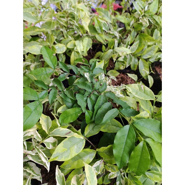 Bibit Tanaman Bunga Anting Putri Variegata Untuk Bahan Bonsai