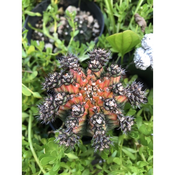 gymnocalycium multicolor