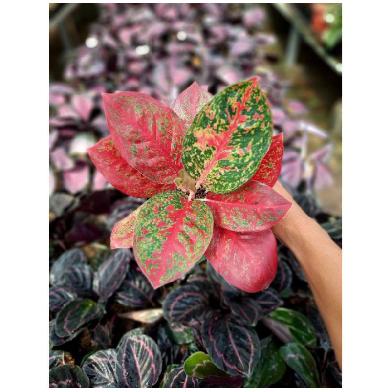 ANAKAN AGLONEMA RED STARDUST 1-2 HELAI DAUN