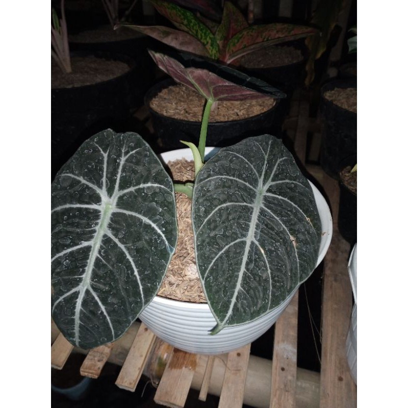 bibit tanaman alocasia black velvet