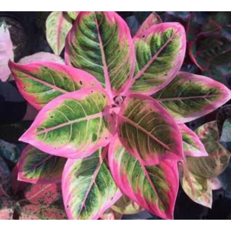 Tanaman hias Aglaonema Lotus - aglonema - aglo - lotus