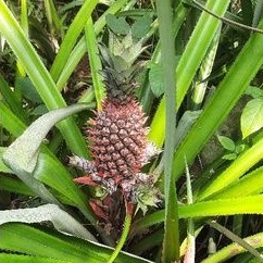 

BUAH NANAS MUDA PUTIH HERBAL AMPUH PELANCAR HAID DAN UNTUK BUMBU MASAKAN, RUJAK DAN SEGALANYA