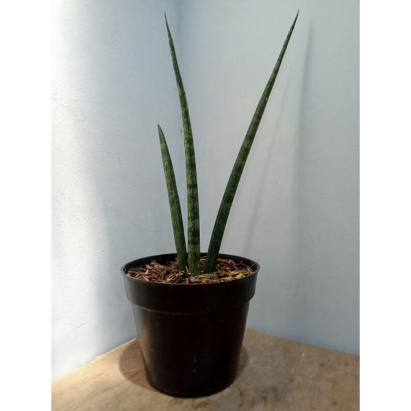 S.TOMBAK/ SANSEVIERIA CYLINDRICA