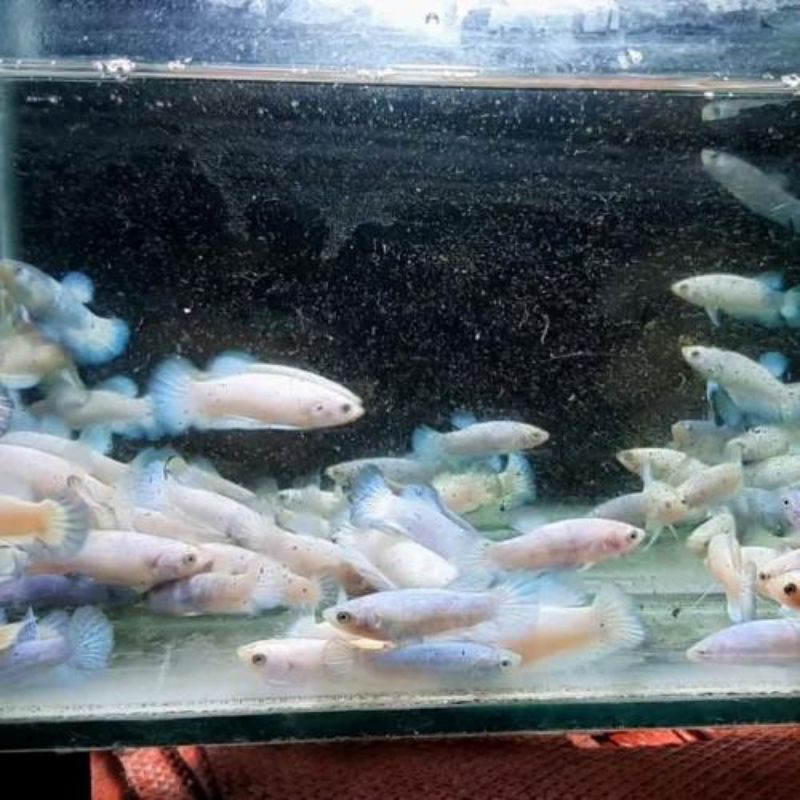 

anakan bluerim