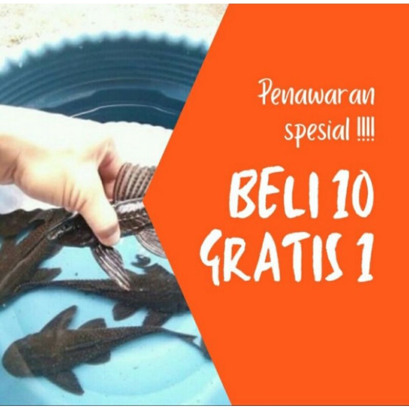 Ikan Sapu - Sapu Hitam Pembersih Aquarium