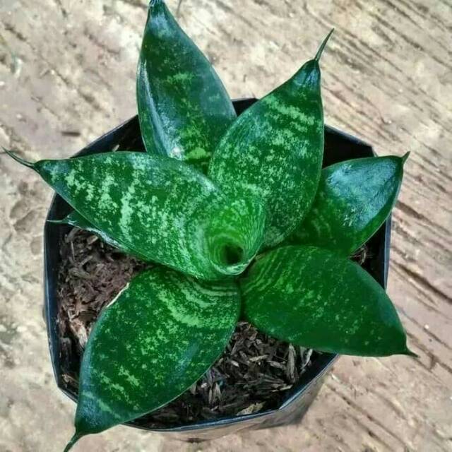 Tanaman hias sesvivera mini/Tanaman Hidup