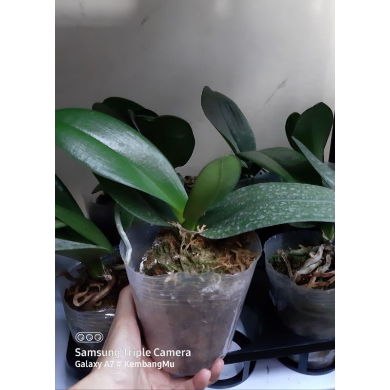 Anggrek Bulan Taiwan