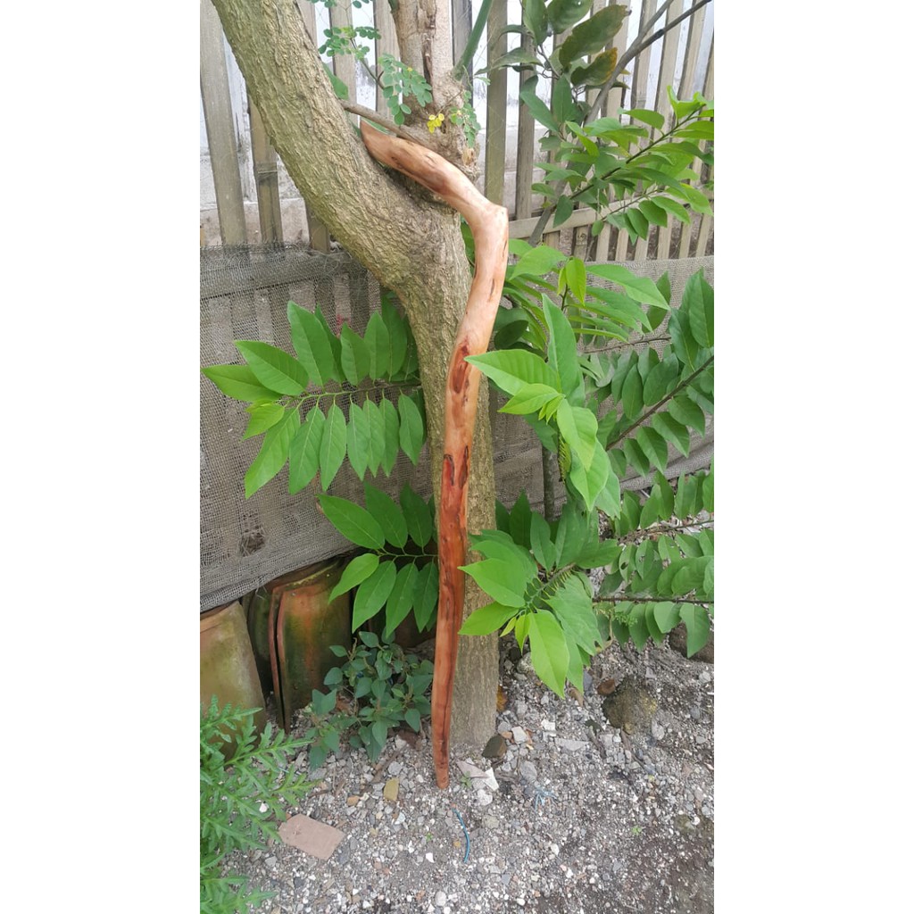 TONGKAT JALAN KAYU BERTUAH SETIGI ORIGINAL UKIR / tongkat jalan kayu setigi ukir naga jawa / TONGKAT