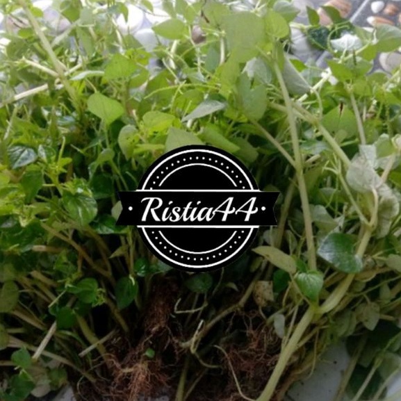 Jual daun sirih cina ketumpang air 1kg