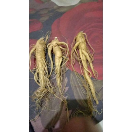 

ASLI Gingseng korea - gingseng merah korea segar