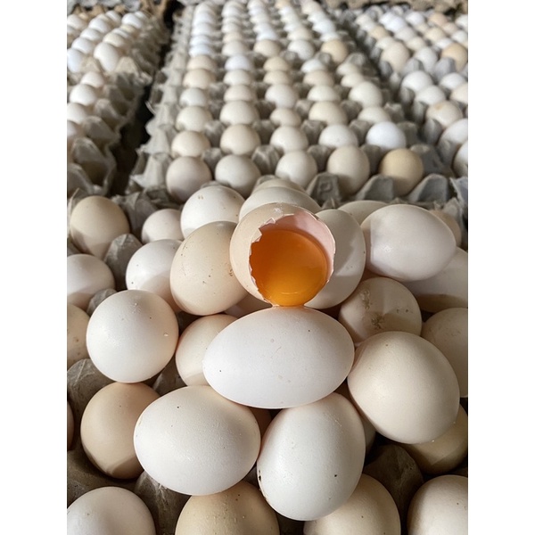 telur ayam kampung omega fress asli blitar telur ayam kampung segar