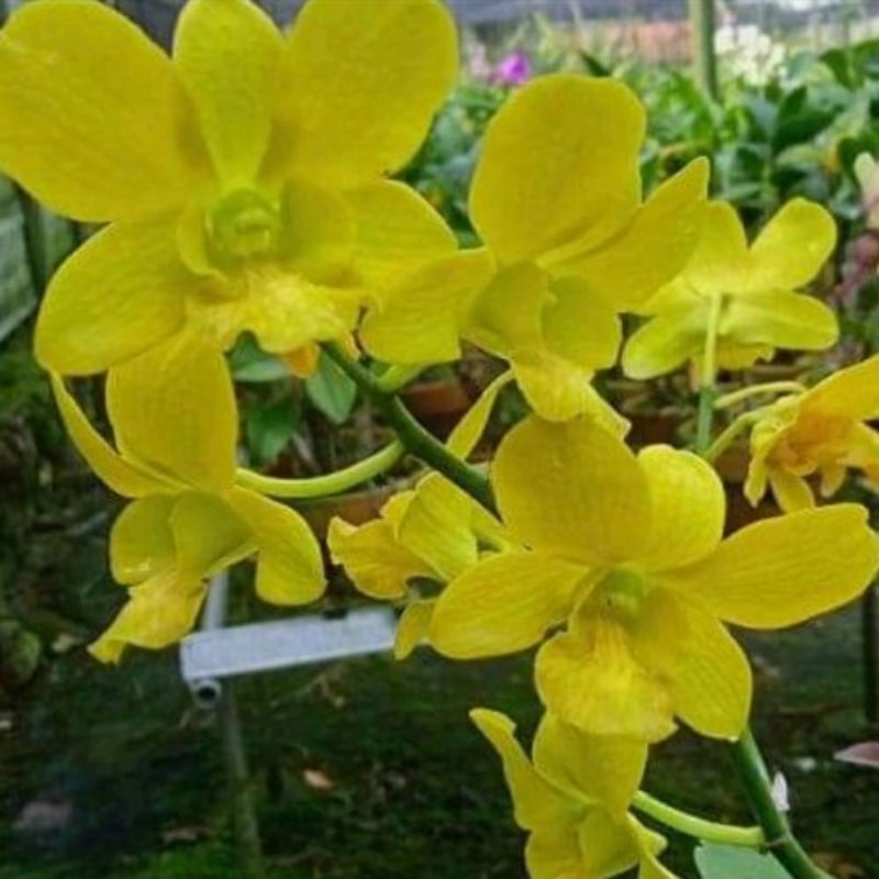 dendrobium aime besar