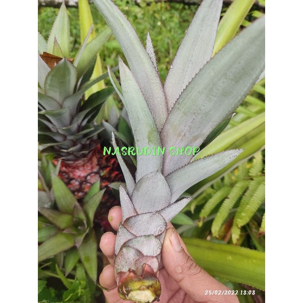 

[Fresh] STEK BIBIT NANAS MERAH MUDAH TUMBUH