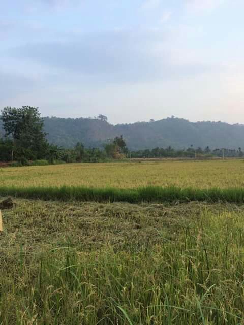 Zpt Et Trazol 250sc (pazole) 250 Ml