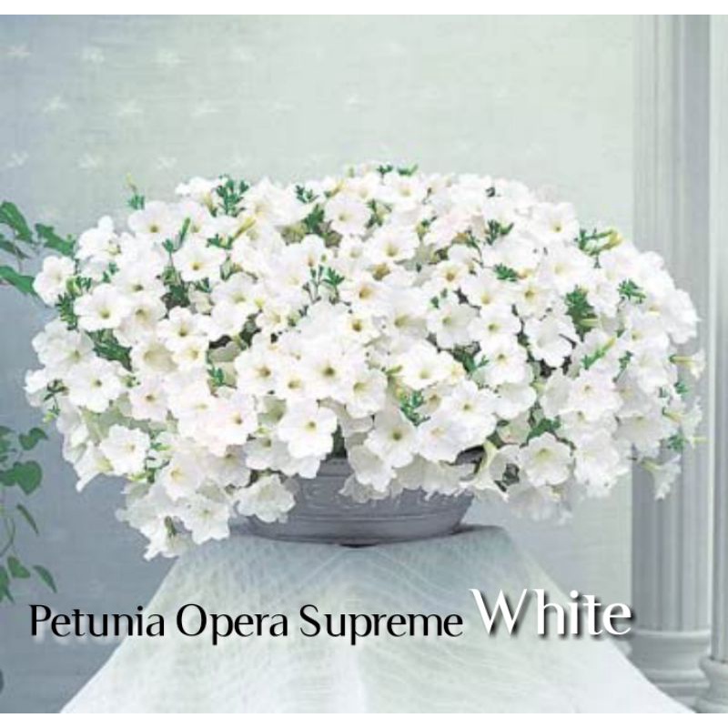 Petunia Opera Supreme White F1