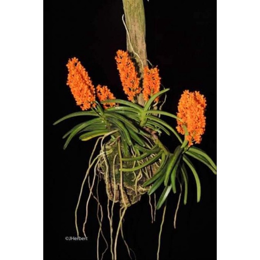 rumpun 3 Anggrek  vanda mini ascocentrum