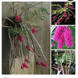 anggrek dendrobium scundum