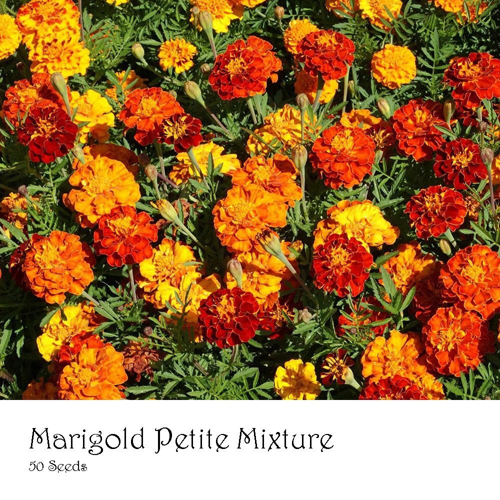 PlantaSeed - 50 Seeds - Marigold Petite Mixture Biji Bunga - PAS0204