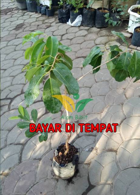 BIBIT JUWET PUTIH TANPA BIJI (COCOK DI TANAM POT)