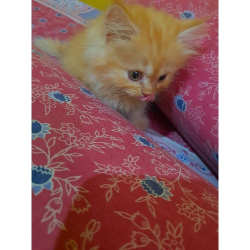 Kucing persia long hair
