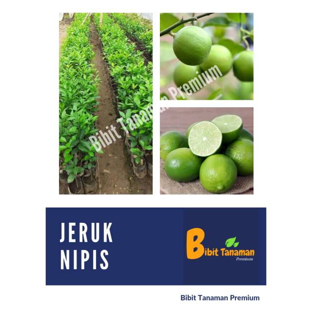 Jual Bibit Jeruk Nipis Bibit Tanaman Premium Shopee Indonesia