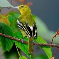 burung cipo/sirtu bahan jantan mulus