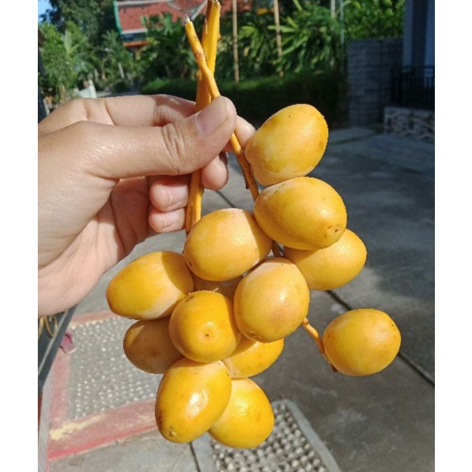 

KURMA MUDA FRESH MENGKEL BISA UNTUK PROMIL