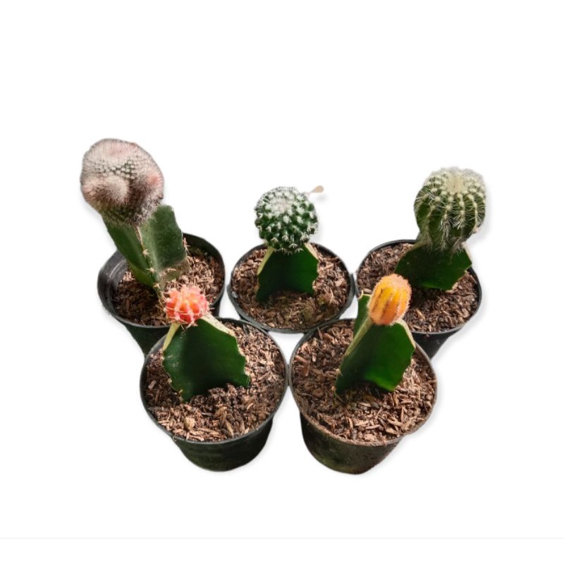 paket kaktus mini 5 jenis free pot