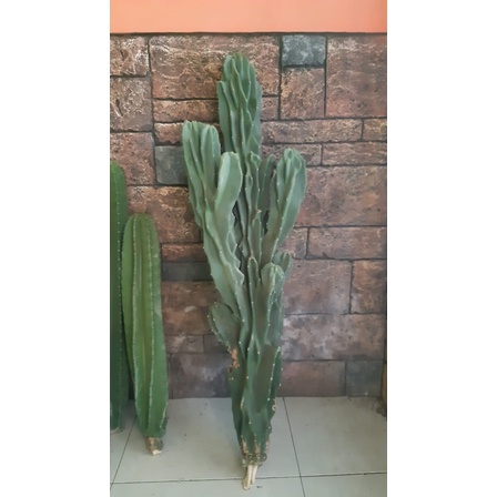 kaktus lilin 70 cm cabang