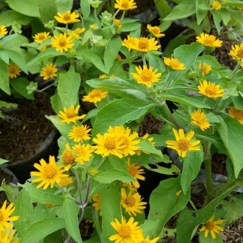 tanaman seribu bintang