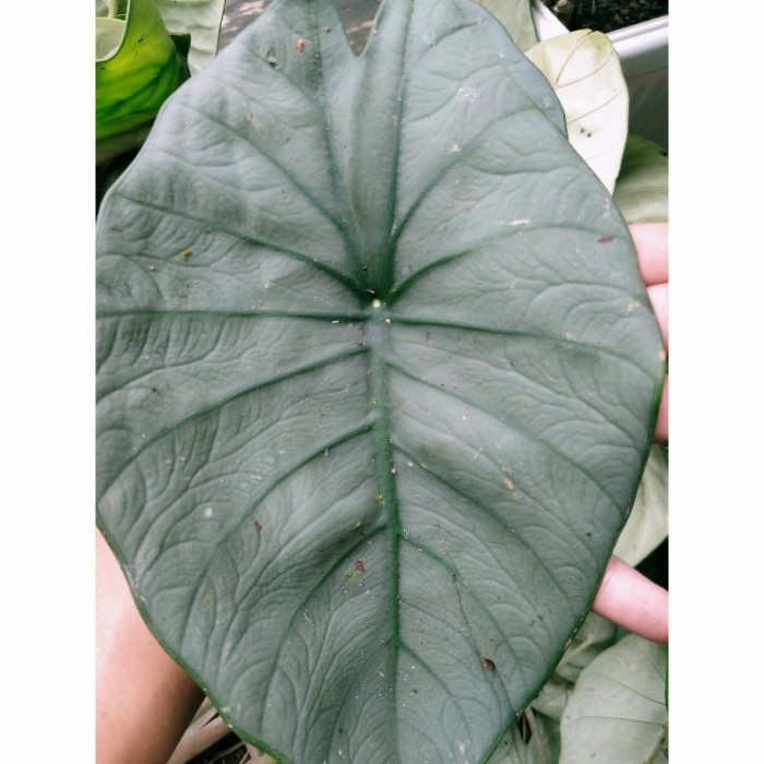 bonggol/umbi alokasia Melo badak kapuas