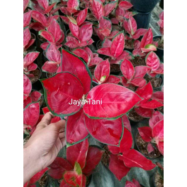 Bibit aglonema suksom jaipong