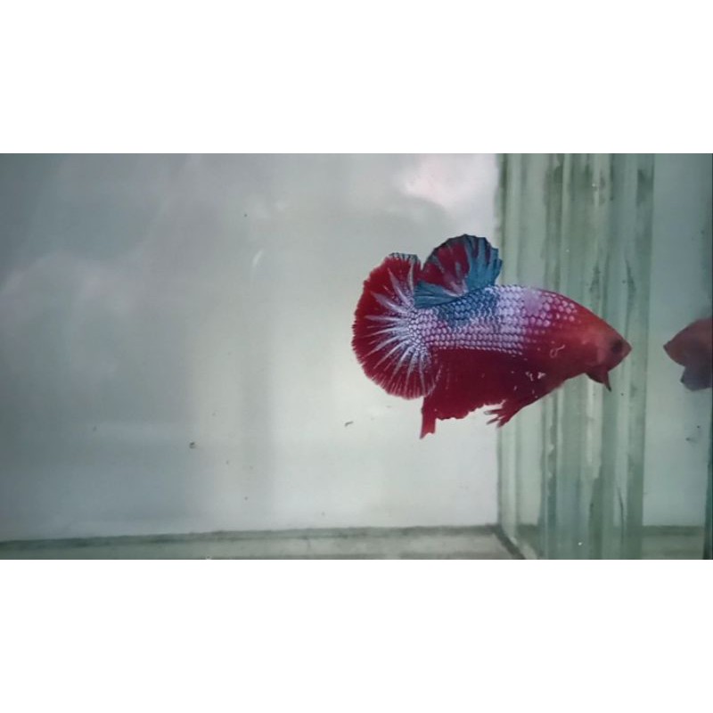 ikan cupang plakat