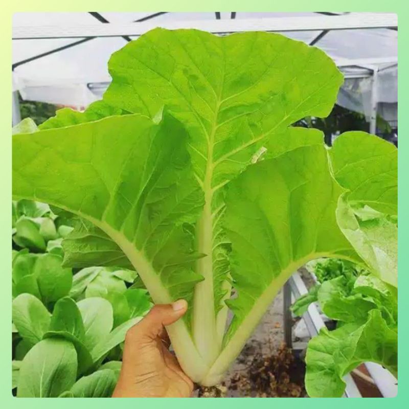 50 Benih Sawi Samhong