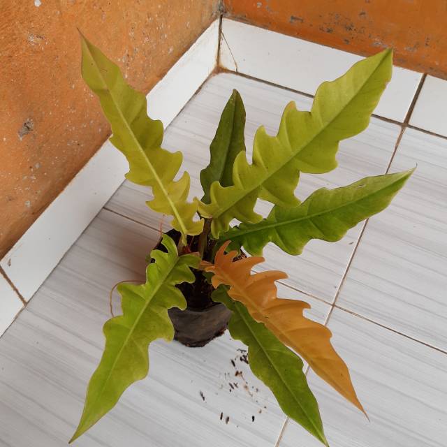 Tanaman hias philo gergaji golden