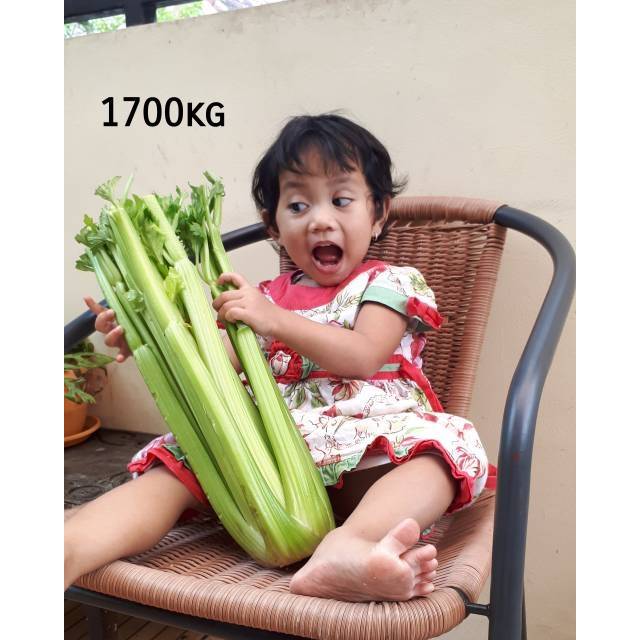 

Seledri import celery stick 1KG celery import batang besar STOCK TERBARU