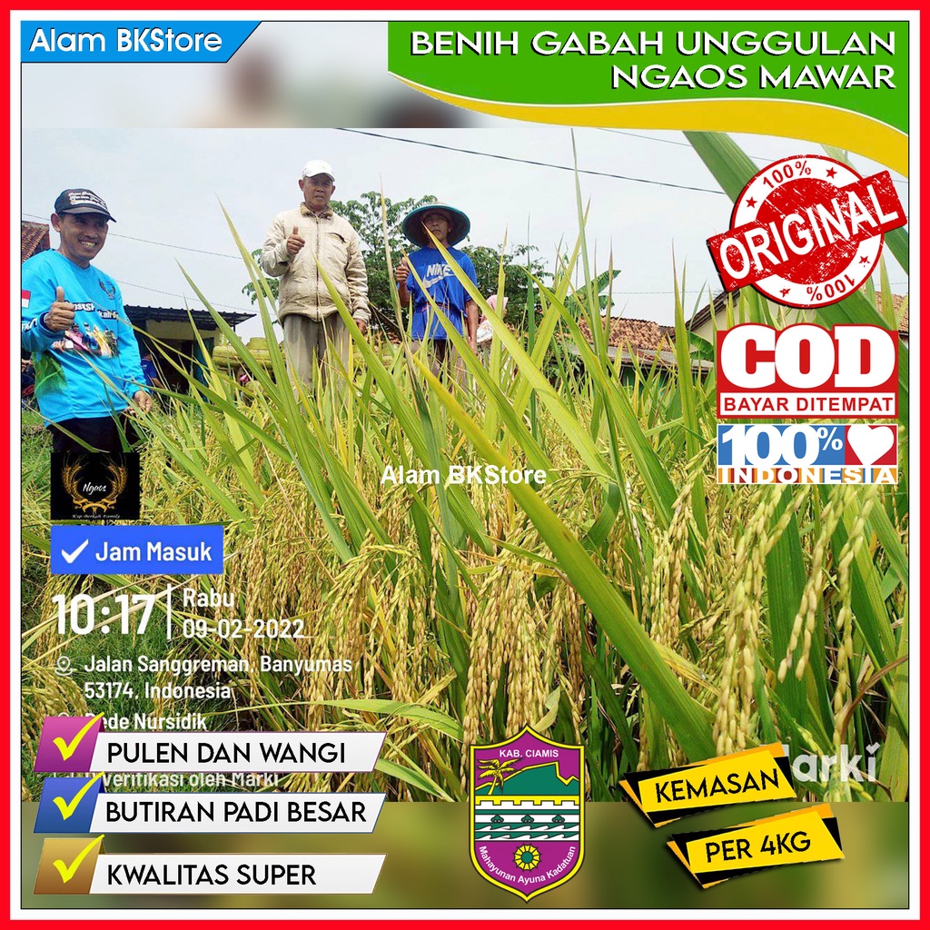 BENIH PADI NGAOS MAWAR UNGGUL / BENIH GABAH NGAOS MAWAR Butiran Padi Besar Tekstur Nasi Pulen Wangi