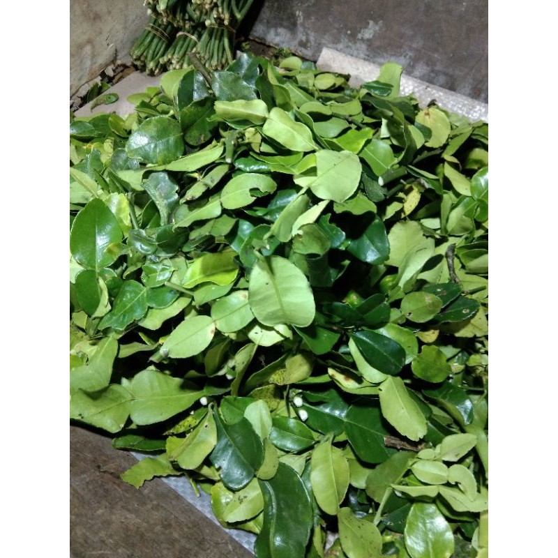 

Daun jeruk