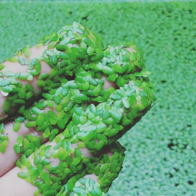 

Daun lemna minor