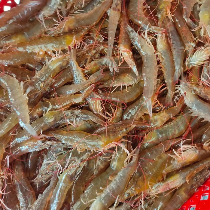 

Udang Vaname