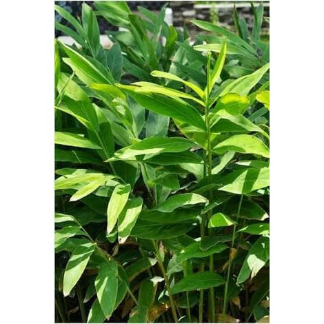 Bibit Tanaman Lengkuas/Pohon Lengkuas/Tanaman Herbal Lengkuas