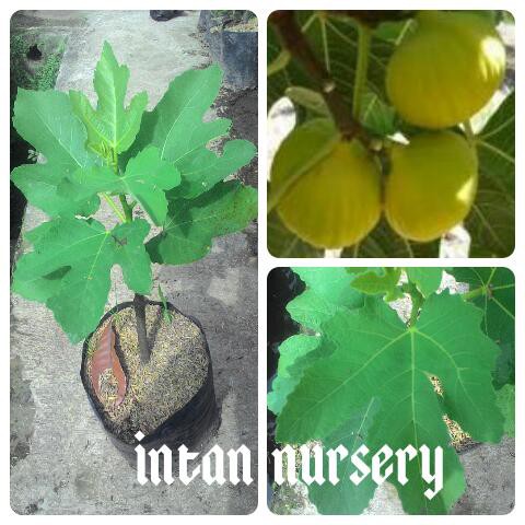 Tanaman Buah Tin Kuning - Buah Ara - Tin Conandria