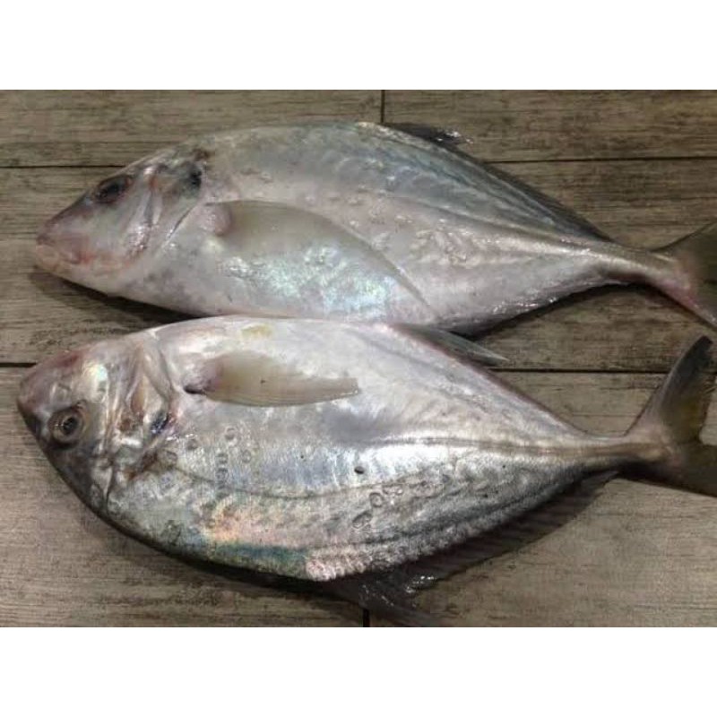 

ikan KUWE ASLI 2-3ekor/KG