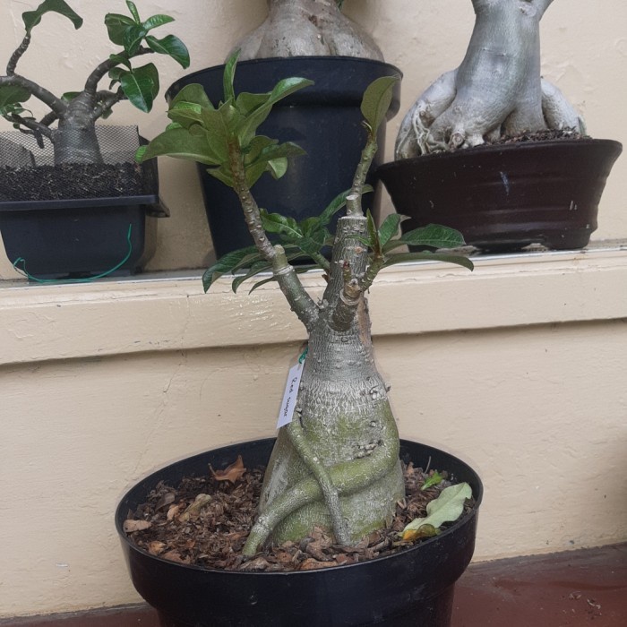 Adenium grafting bunga tumpuk size D