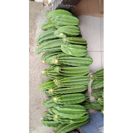 kaktus koboi(kaktus belimbing)