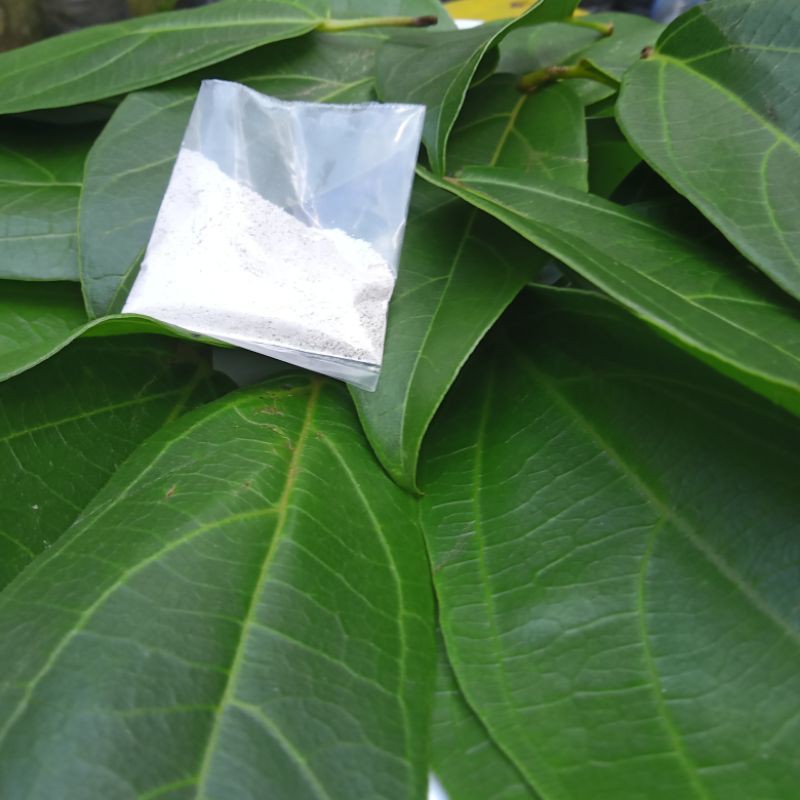 

Paket Pembuatan Cincau Hijau